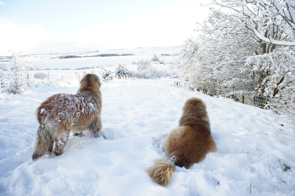 Dogs in the snow