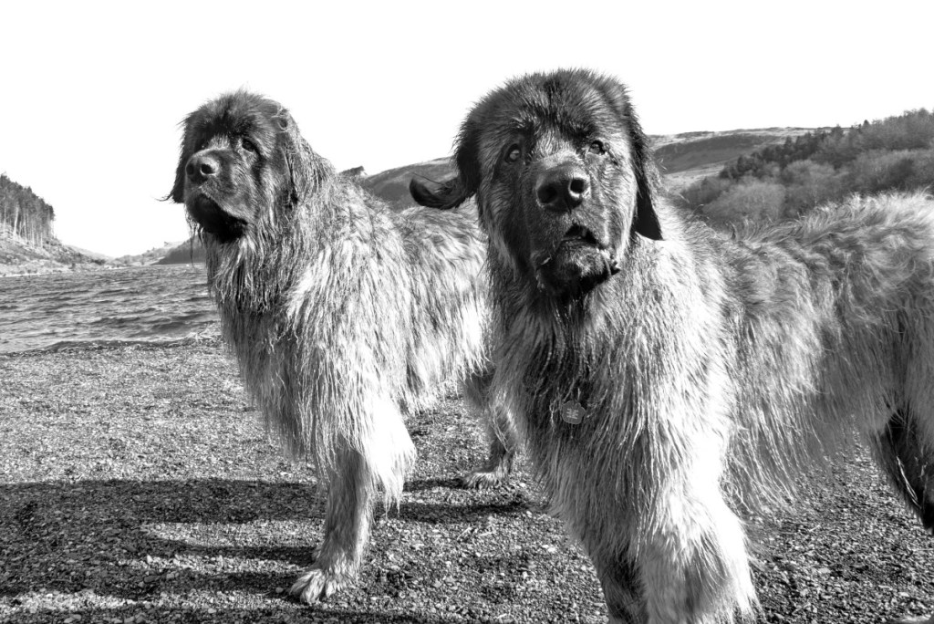 Leonbergers in black and white