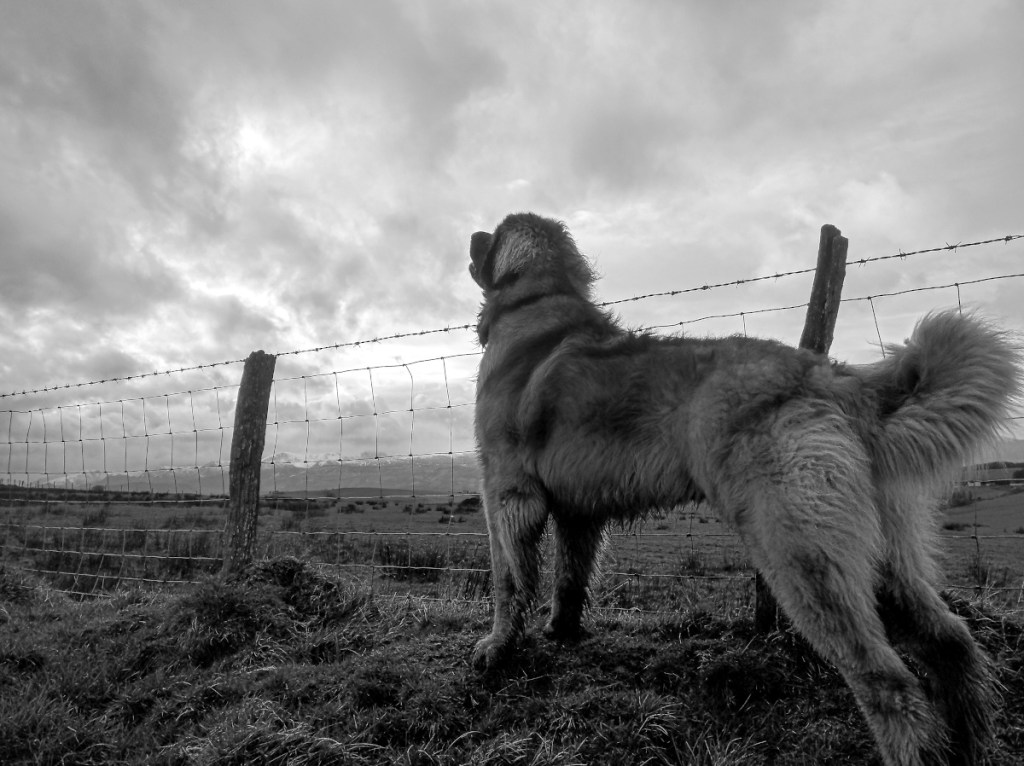 A Cynic Leonberger looking heroic