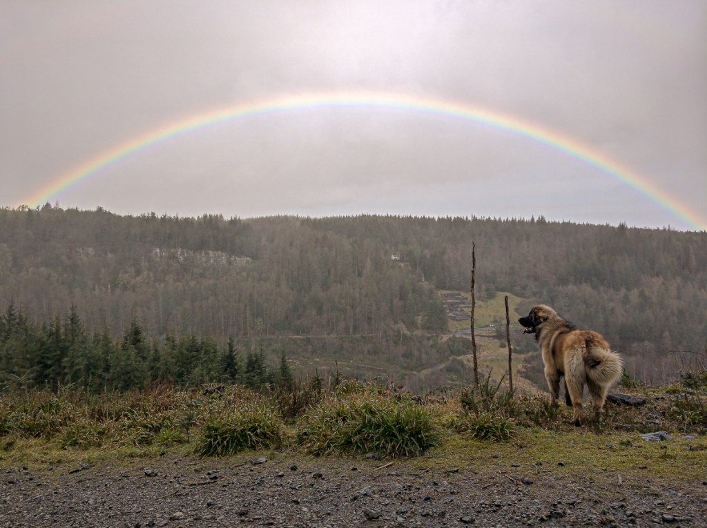 A dog beneath a rainbow