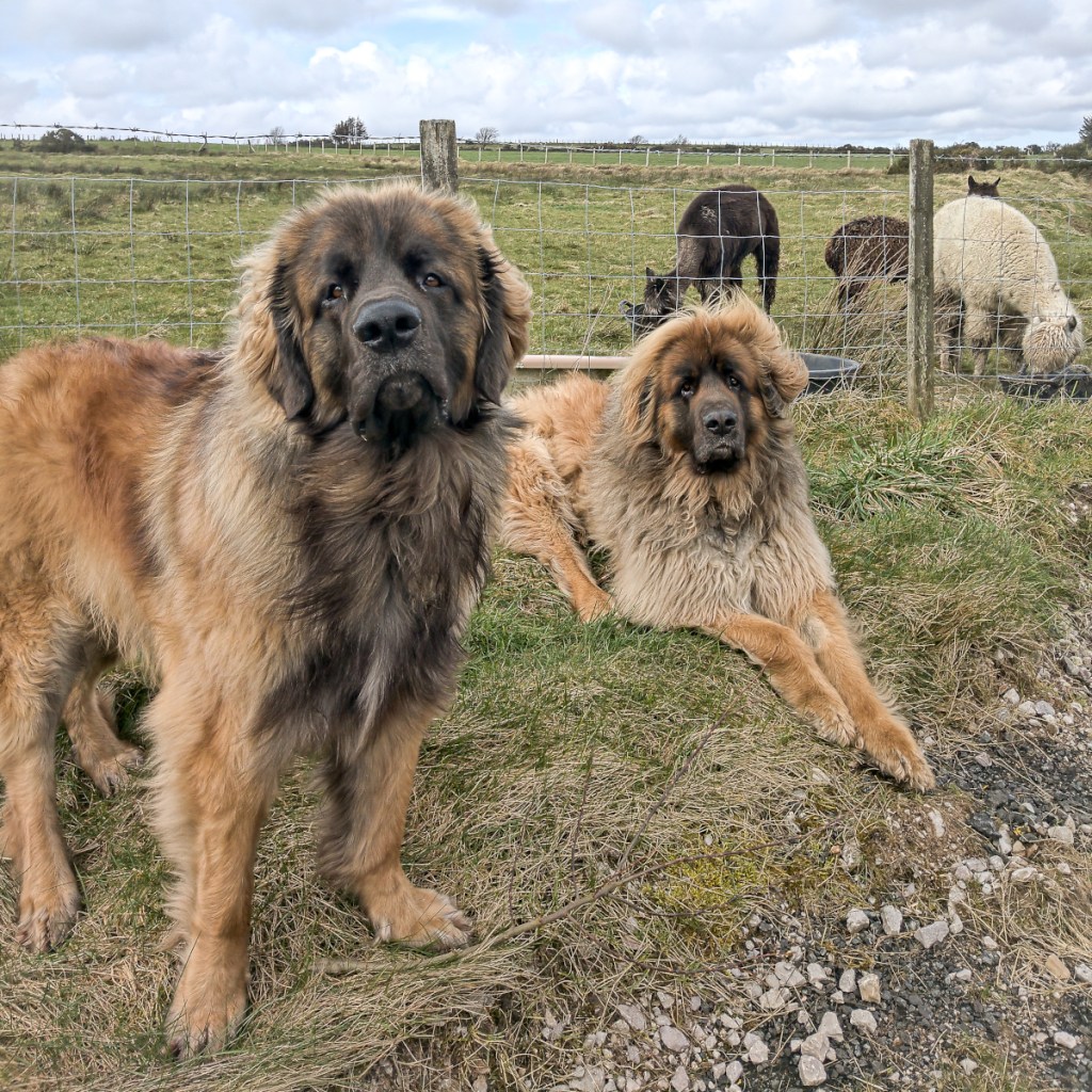 Two Leonbergers