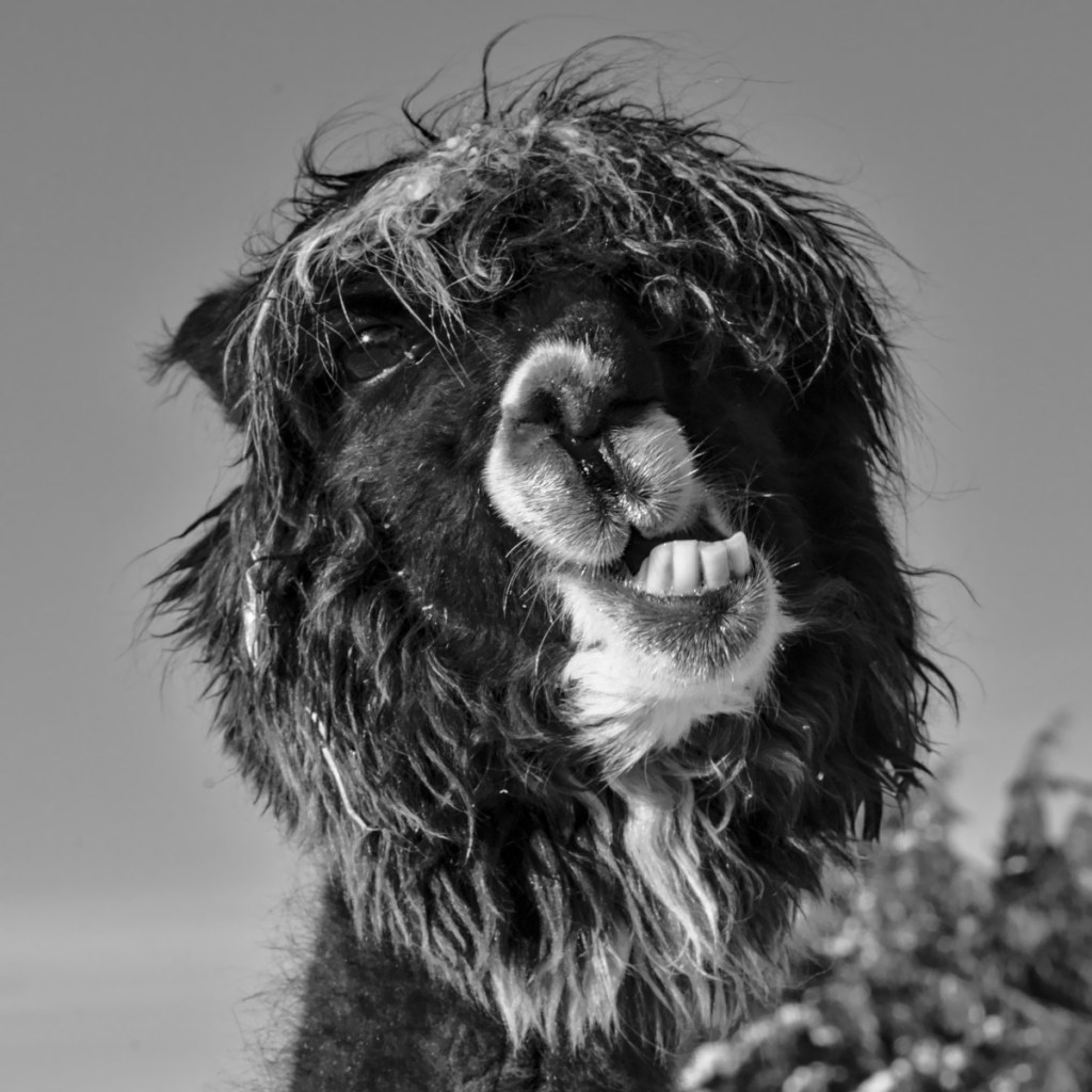 An alpaca with attitude