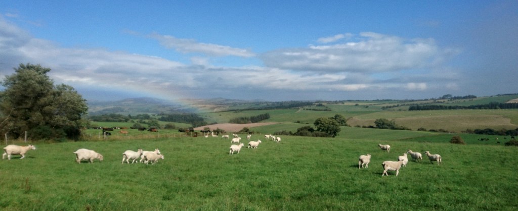 Sheep on a Welsh hillside